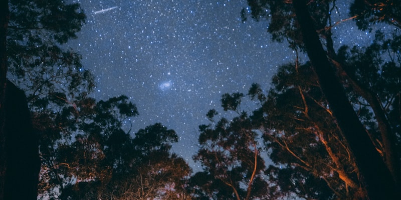 家庭用户在森林中使用WilliamHill轻量化帐篷和露营装备进行荒野露营